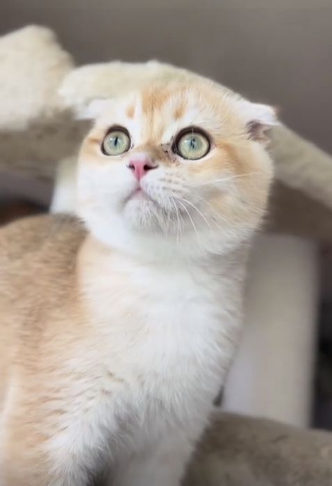 Золотая шиншилла фолд ny13