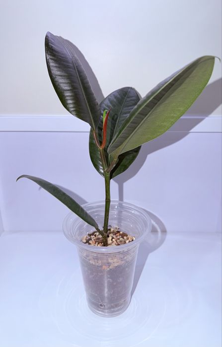 Фикус, комнатные растения , комнатные цветы