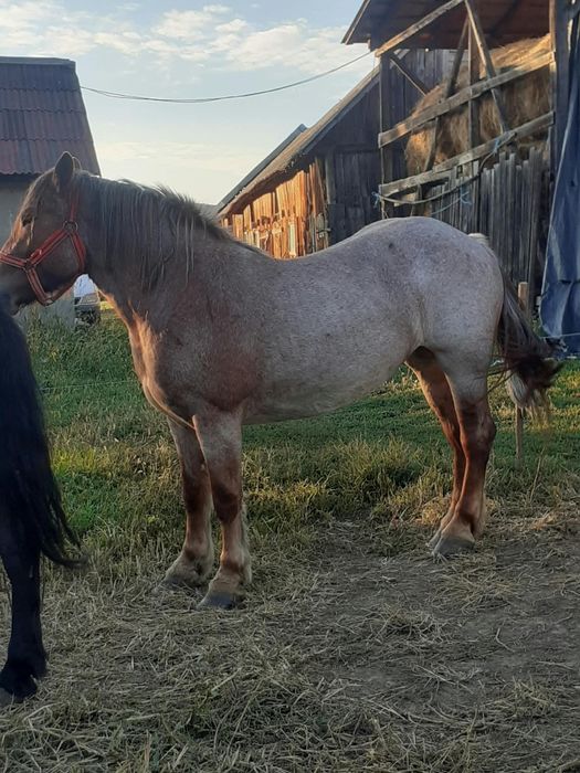 Iapa 3 ani de vinzare