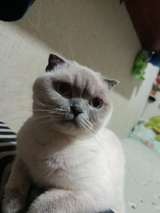 Ищу кота для вязки