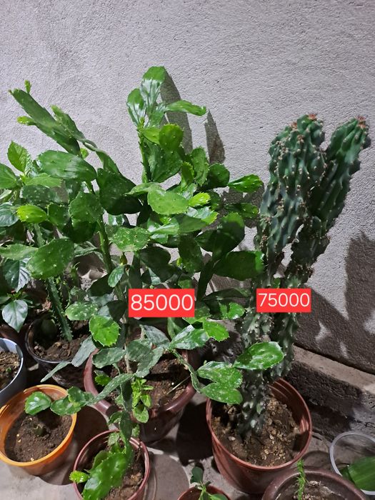 Honaki gullar sotila holati zoʻr