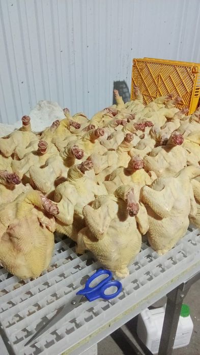 Куры домашние бройлерные курица