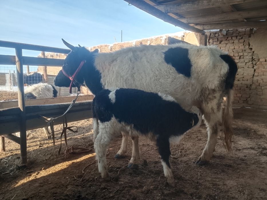 Бузаулы кашарлар