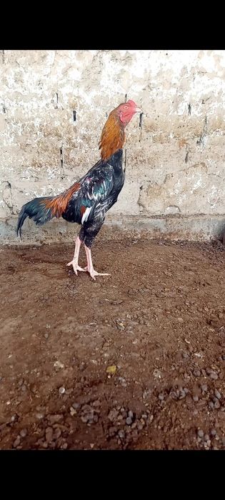 Дакан қораз сатылады срочно