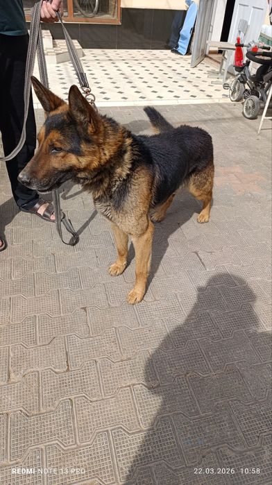 Овчарка немецкий