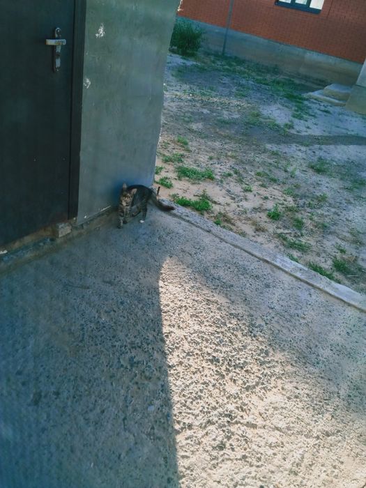 Срочна мысык берем