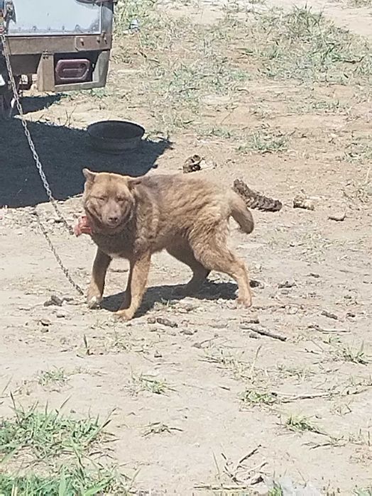 медвежьей собаки