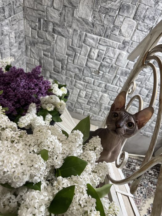 Продам котят сфинск помесь