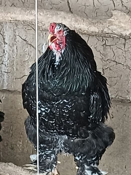 Светли.мрамр.гибрит.простой хурозлар сотилади.