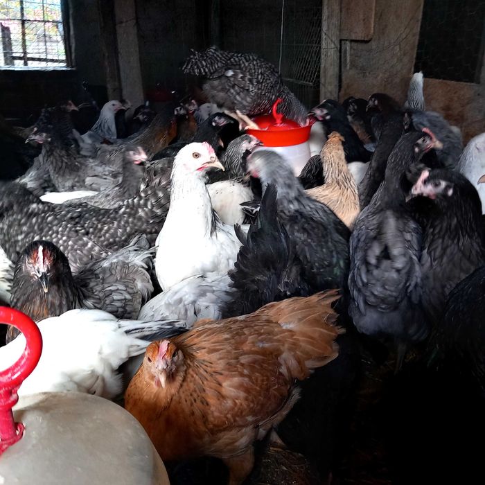 Vând puicute ouă "Dominante"