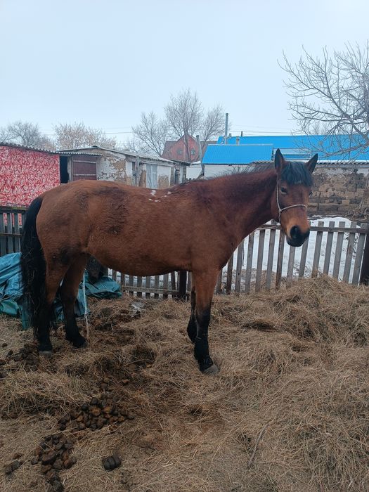 Продается кабыла