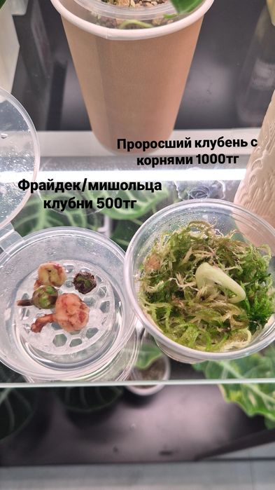 Алоказия Фрайдек Мишольца