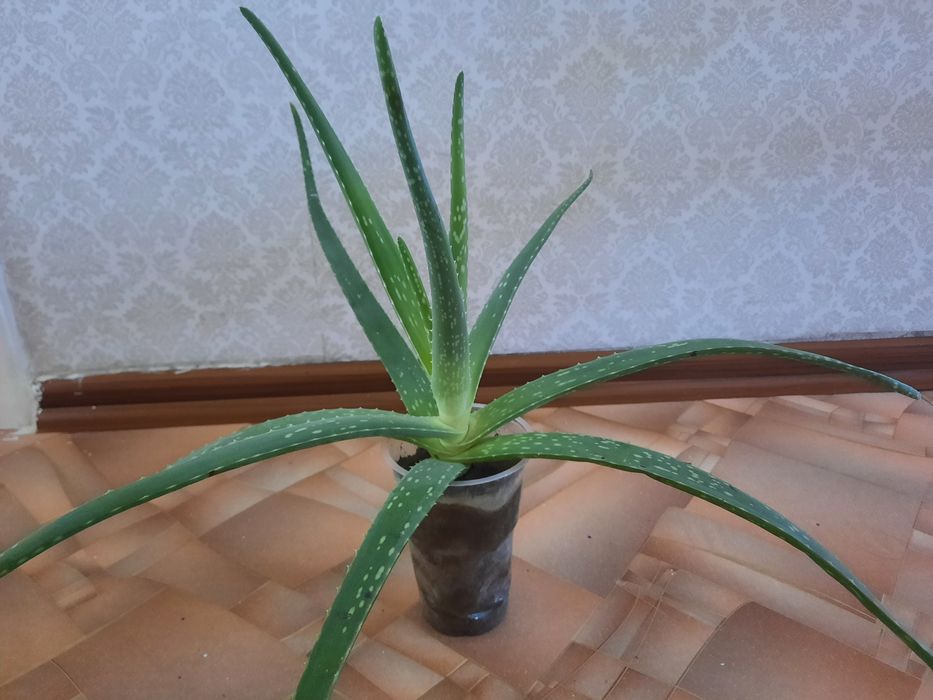 Алоэ Вера! Лечебное растение
