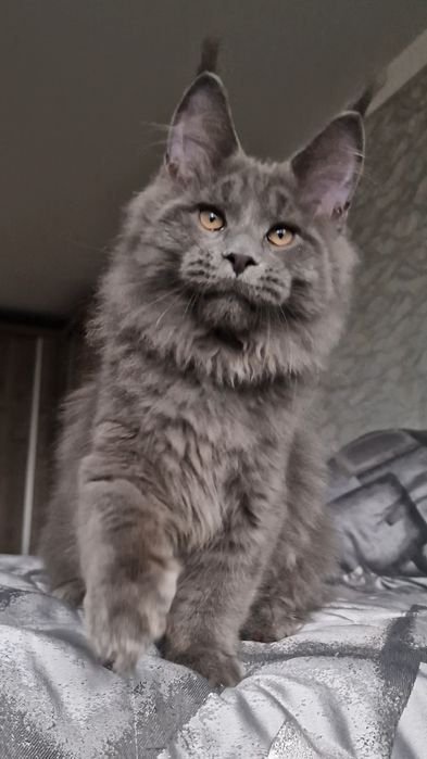 Мейн-куны котята.