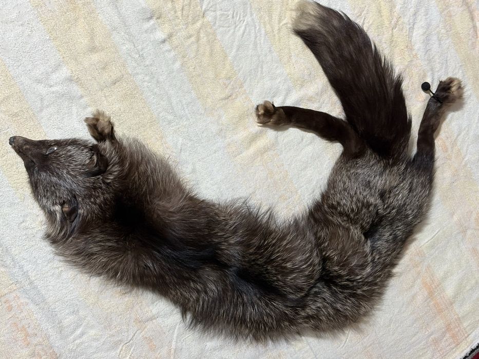 Чернобурка воротник