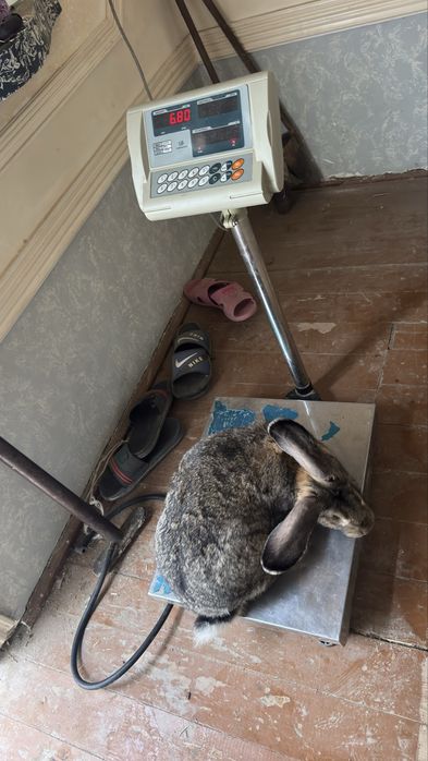 Flandr quyon bolalari sotiladi