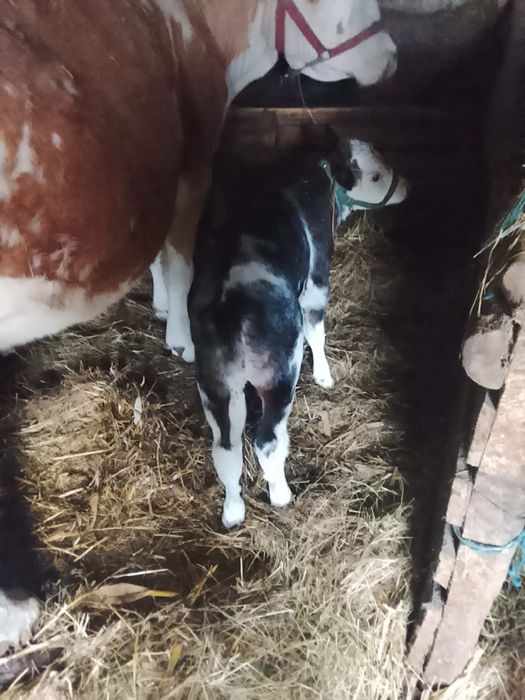 De vânzare vaca cu vitea belgiana