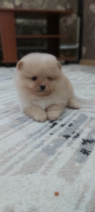 Кремовый мальчик шпиц