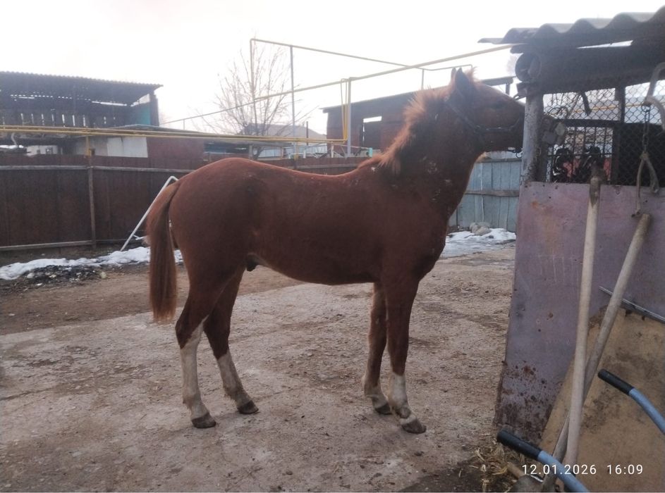 Жылкы тай кунан полукровный кол тума
