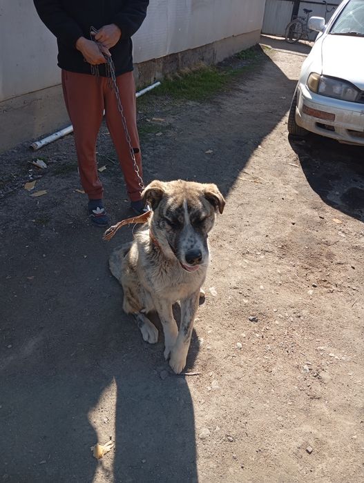 Щенок Алабая 4 месяца