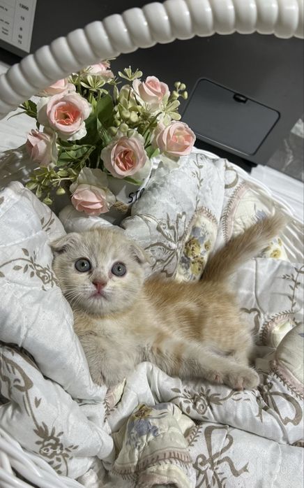 Пушистые котята!