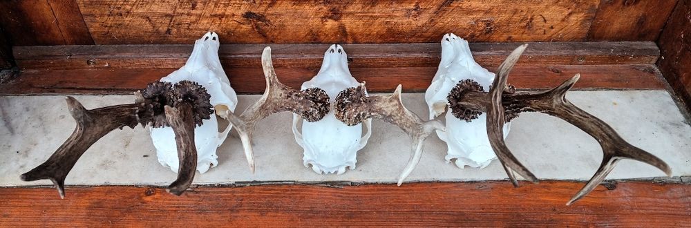 Трофей от сръндаци.Рога.3бр