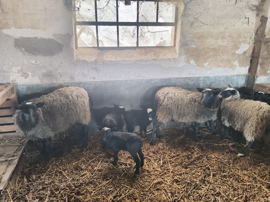 TiBerbec Romanov + 2 oi Romanov cu miei – rasă foarte profilica