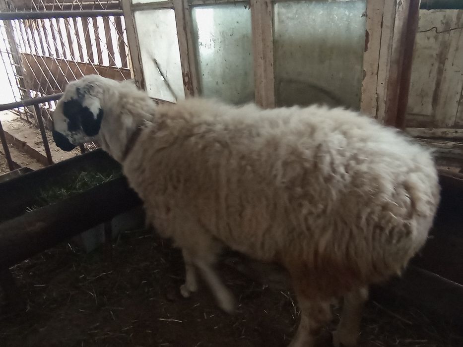 Кучкор сотилади.