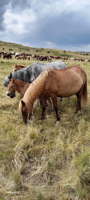 Кобылы с жеребятами