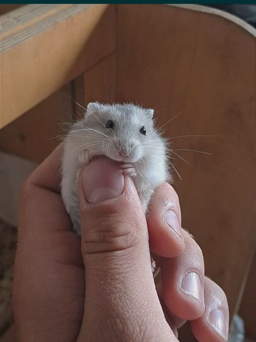 Хомячки джунгарики