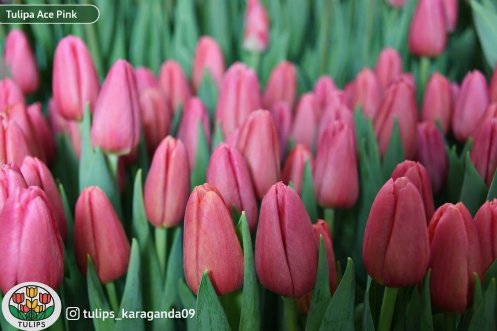 Оптом тюльпаны Голландия