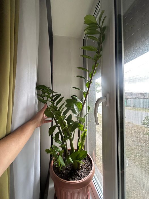 Цветы комнатные долларовое дерево