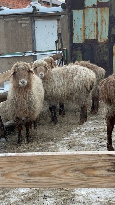 Продам овец цена 85 тысяч