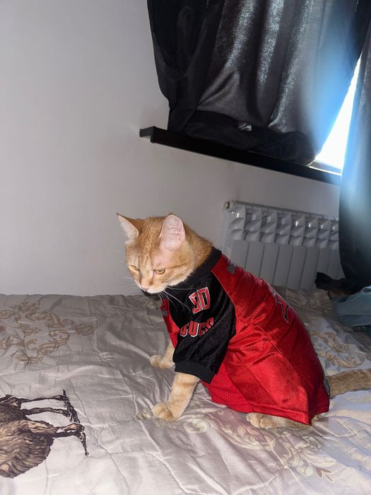 Ищем дом для кота