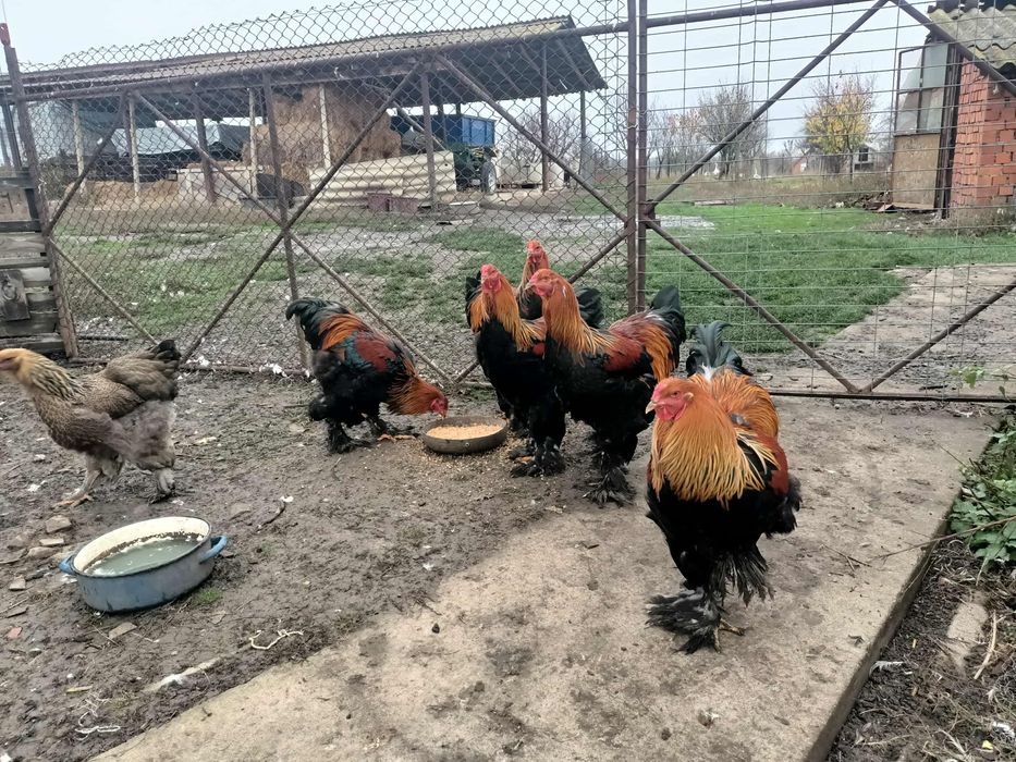 Gâscani cu moț, cocoși brahma potârnichiu