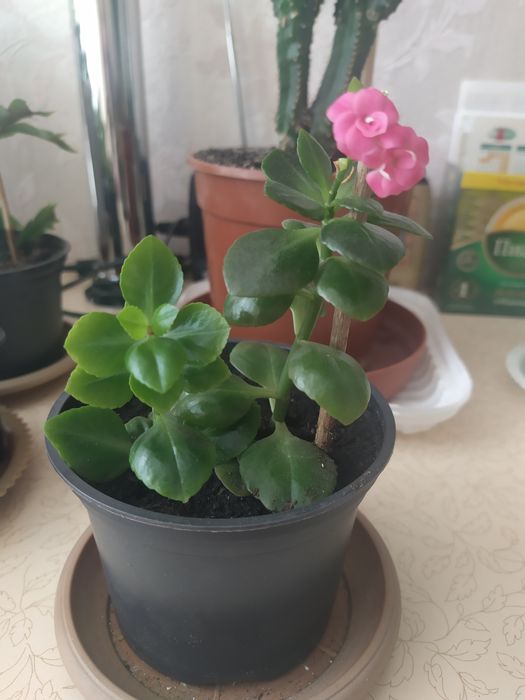 Каланхоэ, кактусы, цветочные горшки