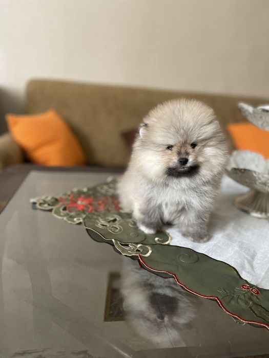 Померан мини