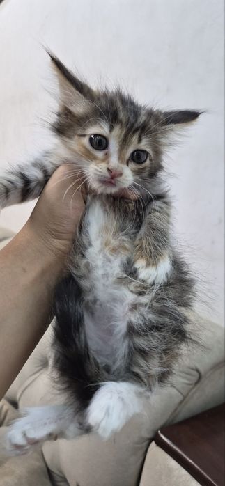 Котята 2,5 месяца отдам в добрые руки