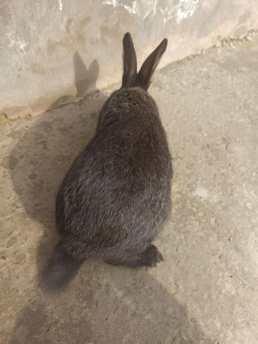 Quyon bolalari Velekan