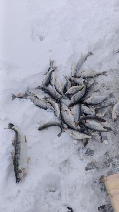 Рыба. Окунь и судак Алакольский