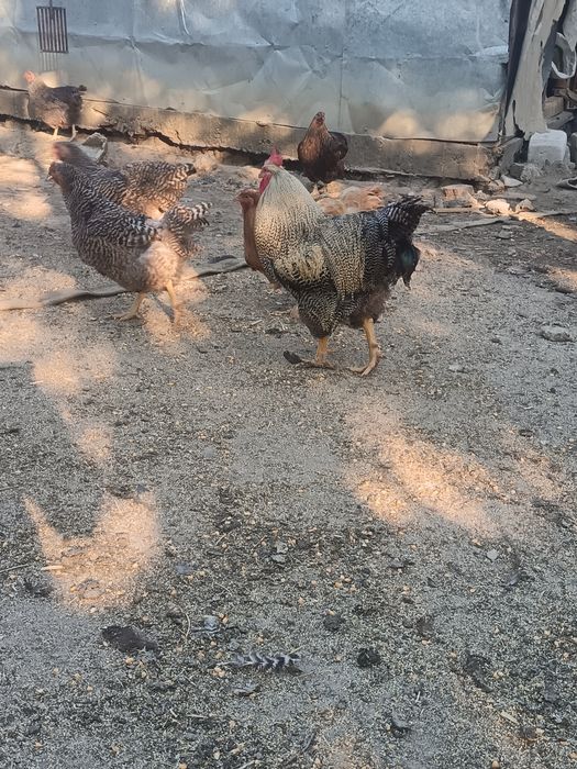 De vânzare 2 cocosi