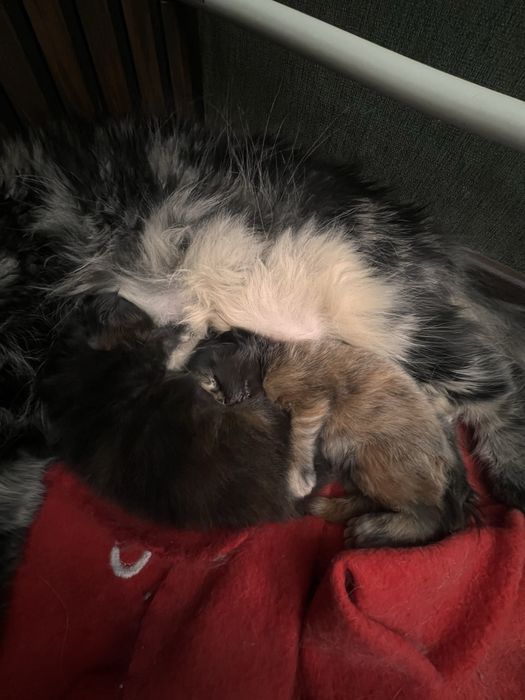 Продам Мейн Куна девочку