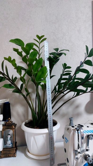 Продам цветы.комнатный