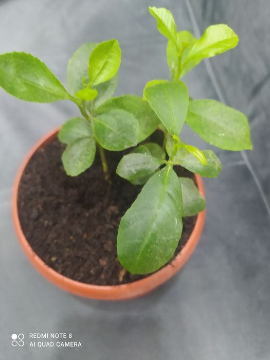 Трое деревцов ЛИМОНА 1 штук:2500 ТГ