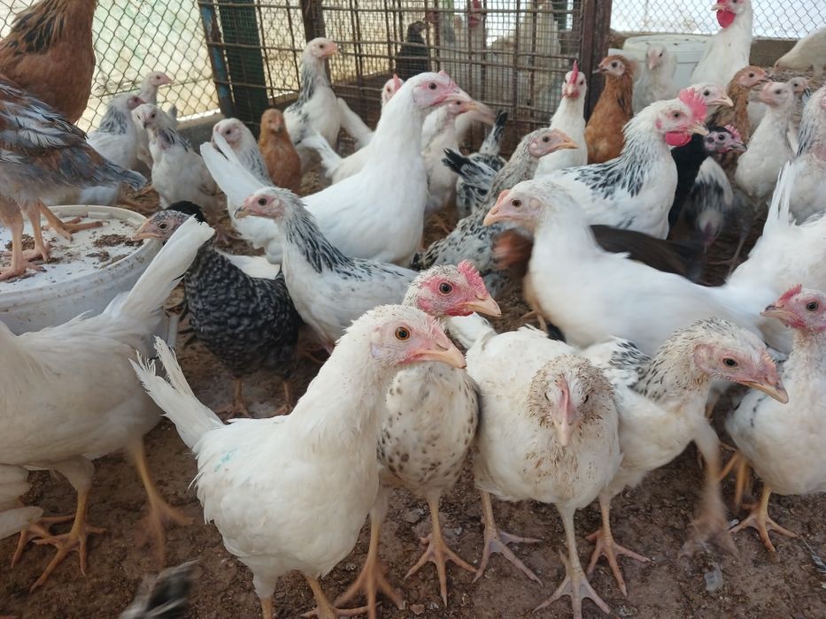 Семіз есекпен порно