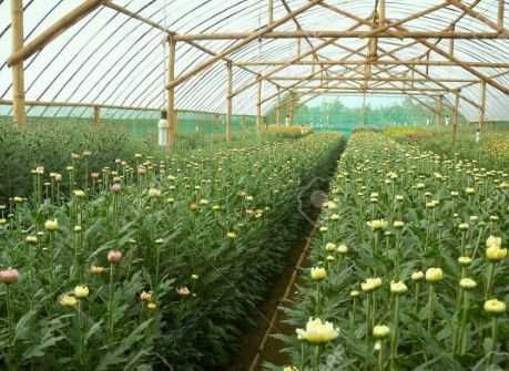 Plante ornamentale de gradina -iasomie,lonicera,iedera 50+25 gratis