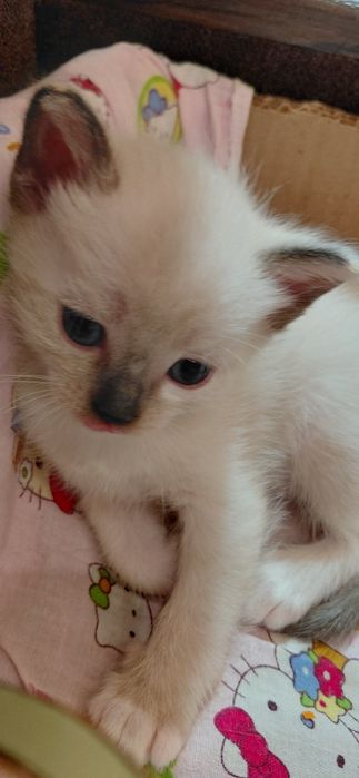 Отдам котят бесплатно