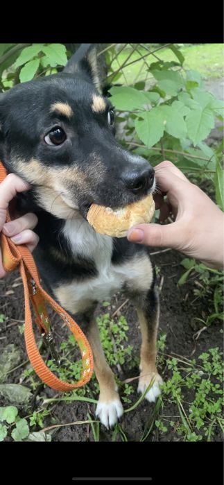 Щенок мальчик в добрые руки