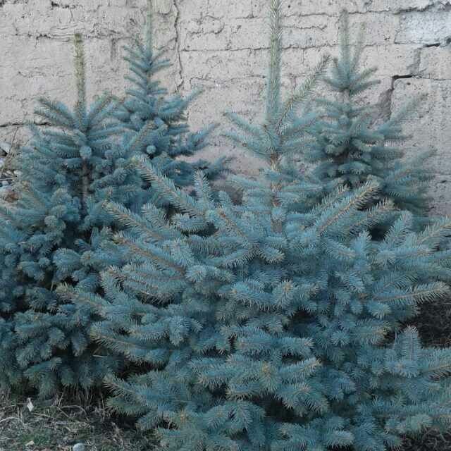 Голубая ел арчаси