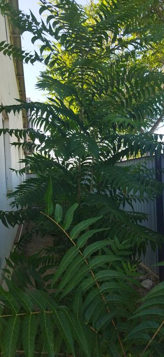 Продам саженцы декоративного дерева Сумрах, а также саженцы Вишний